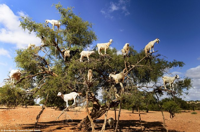 Goat Tree
