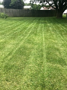 Lawn